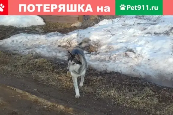 Пропала собака в Чайковском, Пермский край