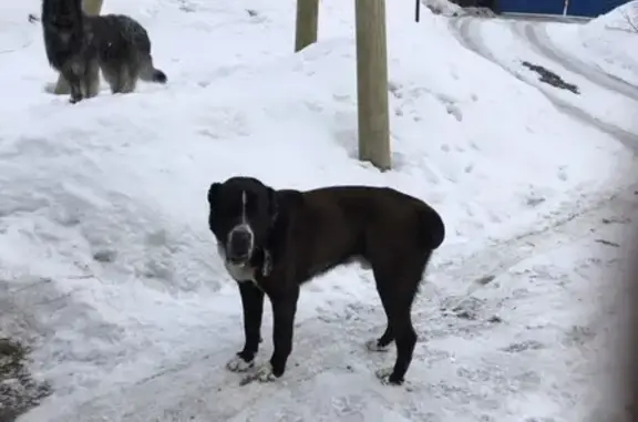 Собака найдена в Заречном, Мурманск.