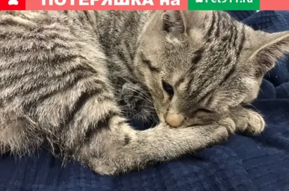 Найден домашний кот с ошейником на улице 50 лет СССР в Уфе