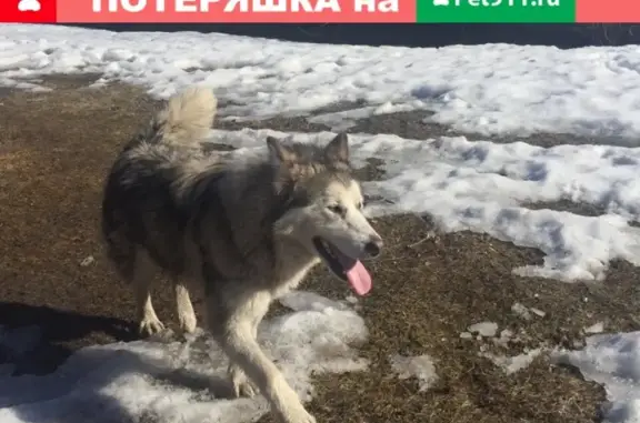 Найдена собака в посёлке Патрушева, Тюмень