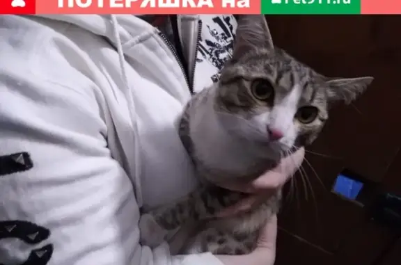 Найдена кошка на ул. Дзержинского, 29