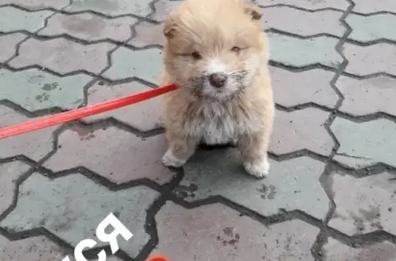 Пропала собака на ул. Пушкина, Абакан.