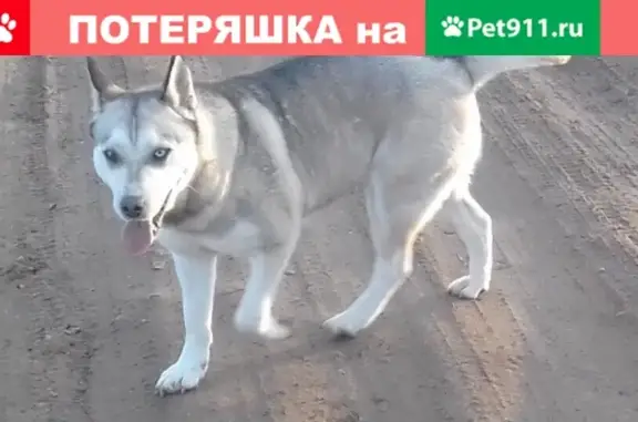 Пропала собака в Чайковском, Пермский край