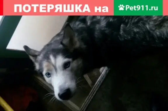 Найдена собака в Мурманске, возможно потеряшка.