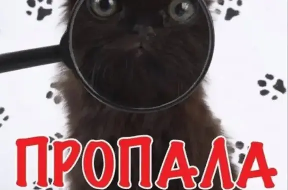 Пропал котик на ул. 1-я Поселковая (ост. Комарова), отзывается на Персика