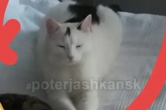 Кошки потеряшки, Озерный, фото: Потеряшка кошка на ул. Тихая Гавань, п. Озерный #lostpet #Новосибирск