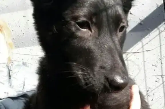Пропала собака в Новой Мельнице-Садах, щенок черненький, нужен присмотр.