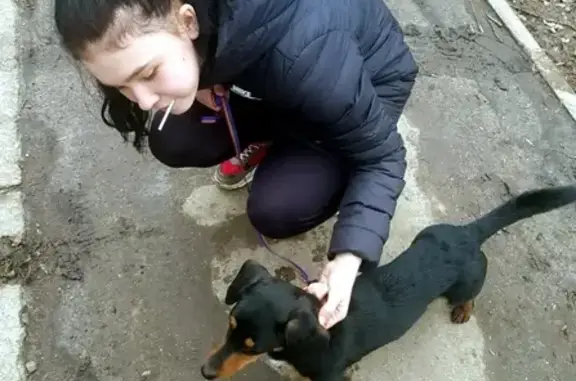Найдена собака на ул. Аминева в Самаре!