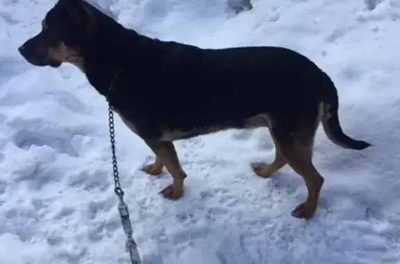 Найдена собака у 41 школы в Мурманске