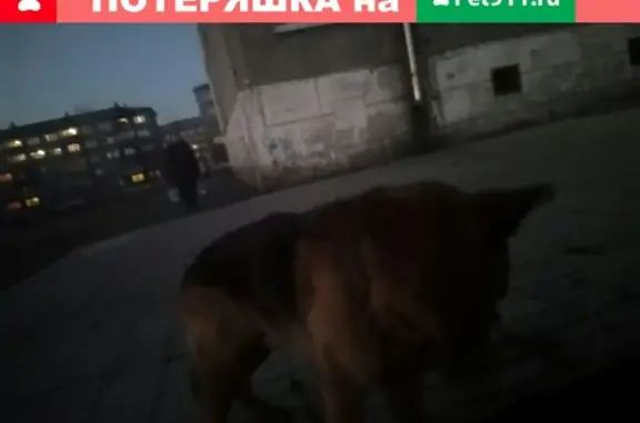 Найдена собака в Междуреченске