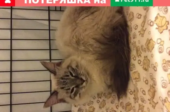 Найдена кошка в Дмитрове на Пионерской улице