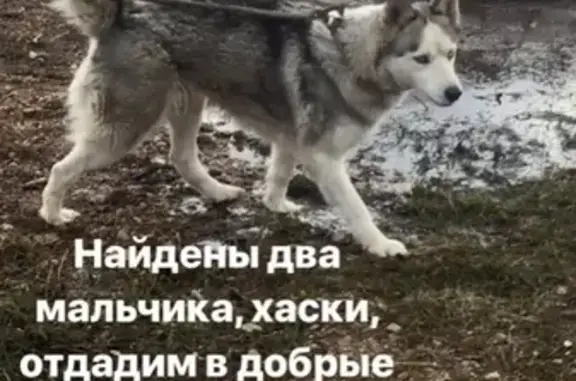 Найдена собака, Алатанинский сельсовет, фото: Найдены собаки в деревне Юрактау, ищем хозяина или готовы отдать в хорошие руки