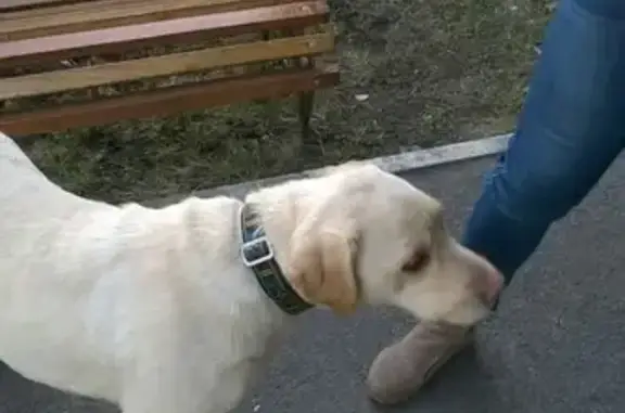Найдена собака в Володарском районе