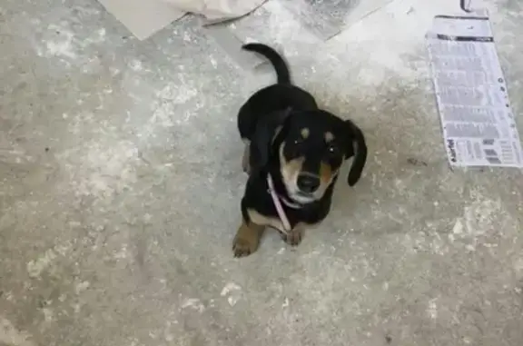 Найден щенок-девочка в Михайловске