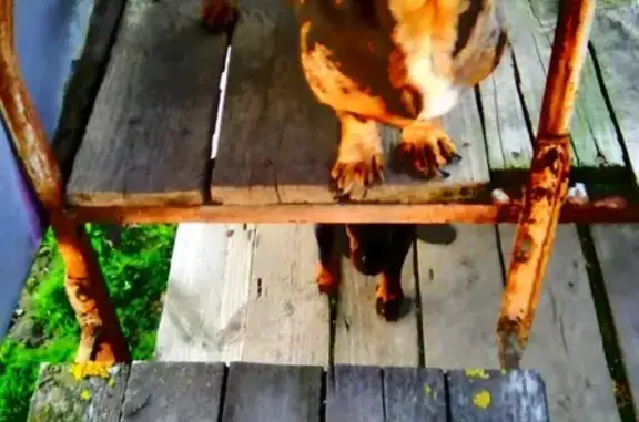 Собаки потеряшки, Москва, фото: Потеряшка такса в Долгом Лёдово, Московская область