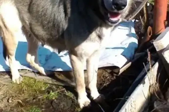 Найдена собака-овчароид на Тюменском тракте в Екатеринбурге