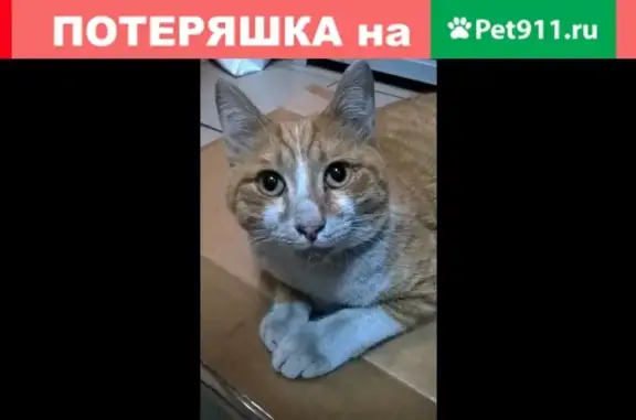 Найден домашний кот на ул. Матросова