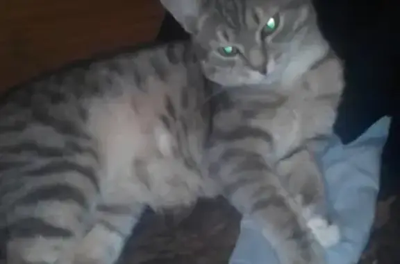 Кошки потеряшки, Новосибирск, фото: Потеряшка кот Семён на ул. Столетова, Новосибирск