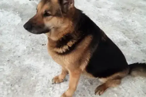 Найдена собака в Мурманске, ищут хозяев!