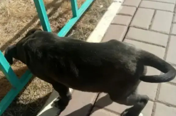 Найдена собака в Красноярске