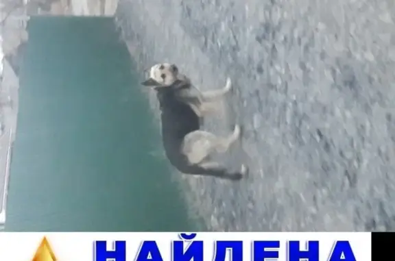 Собака найдена на угольной во Владивостоке
