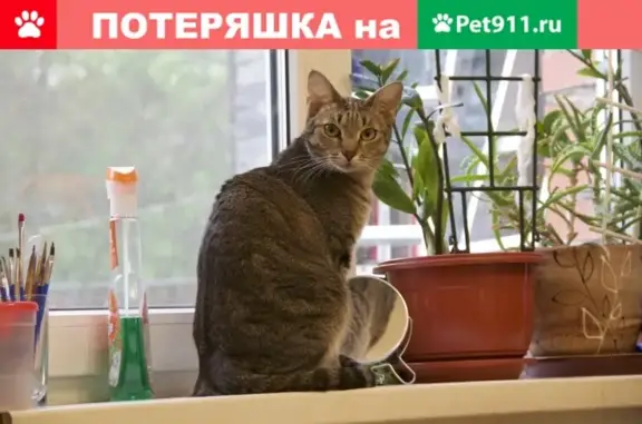 Пропал кот Масяня на улице Чернышевского, Софрино.