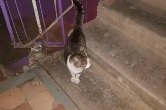 Найдена домашняя кошка в Мирном, срочно ищем хозяина!