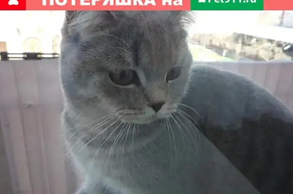 Найдена кошка на Анапском шоссе у кафе Очаг
