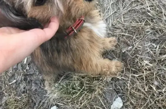 Найдена собака на ул. Приморской в Новосибирске