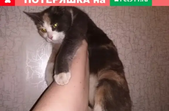 Найдена кошка на ул. Щусева 12к1