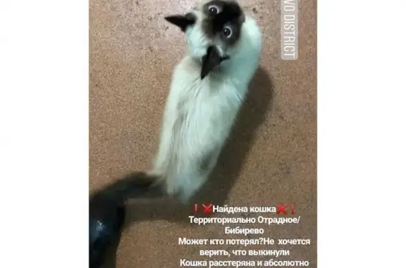 Найдена кошка в Отрадном, Москва