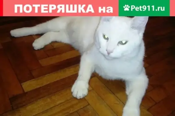 Найдена кошка на ул. Олеко Дундича в СПб