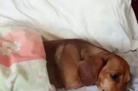 Собаки потеряшки, Черняховск, фото: Потеряшка рыжая такса на ул. Красноармейской, Черняховск