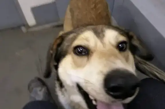 Найдена собака в Выголово, Костромская область