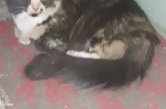 Найдена кошка на Мечникова 11 в СПб