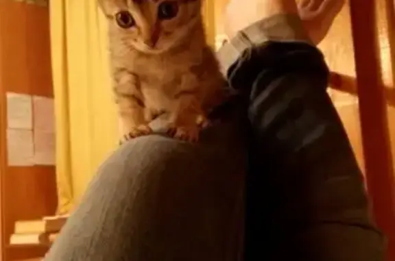 Кошки потеряшки, Казачинское, фото: Потеряшка кошка Миф, адрес: ул. Новая д. 18