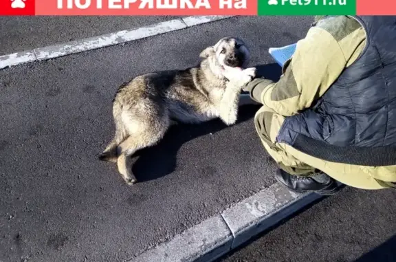 Найдена собака в Омске, район Леруа Мерлен