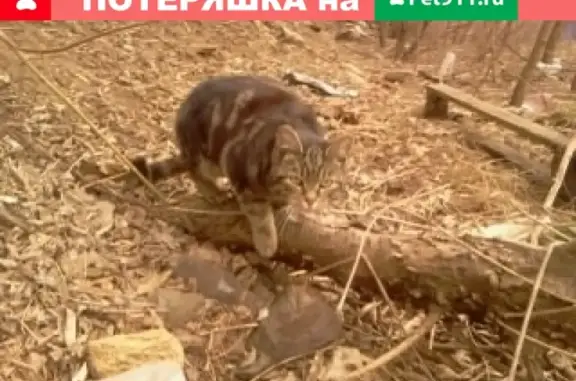 Найдена породистая кошка возле завода Дормаш в Орле