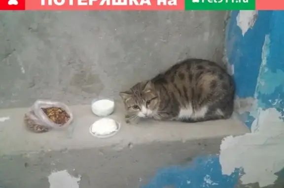 Найдена кошка на ул. Петра Сухова
