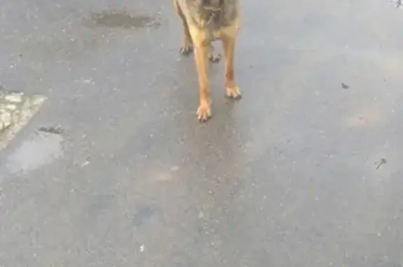 Найдена собака на заводе 
