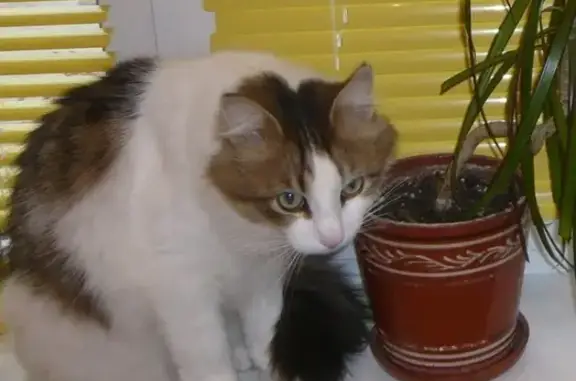 Пропал кот Вася на Первомайском в Петрозаводске