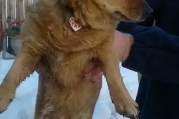 Найдена собака в районе МЖК, Нолинск. Телефон на ошейнике.