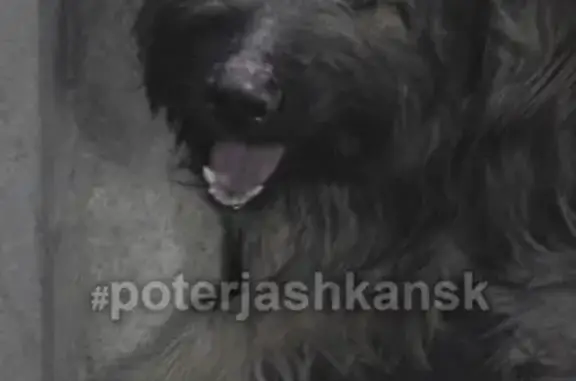 Найдена собака в Кольцово без ошейника