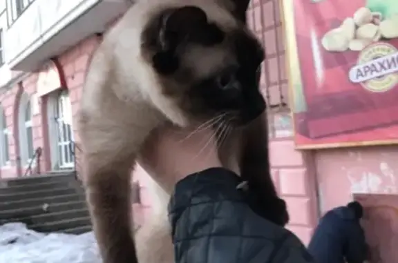 Найдена кошка: Покровский, 5, Сыктывкар.
