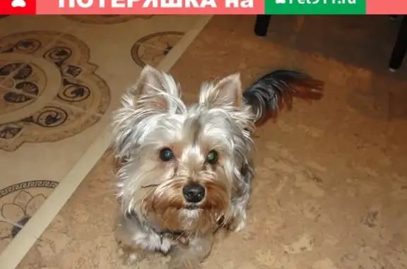 Пропала собака на Демидовской улице, Тула