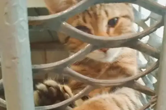 Найден котенок в СПб, мраморный окрас, с проблемой глазика.