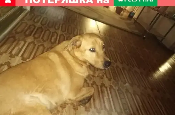 Пропала собака Тимка возле Нефтехима, помесь лабрадора, рыжеватый окрас.