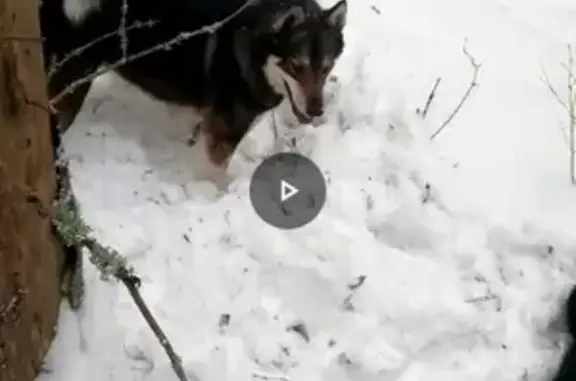 Пропала собака в Бежецке, Тверская область