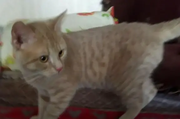 Найден рыжий котенок на Псковской улице
