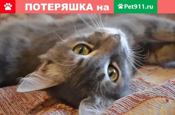 Пропал кот, Орджоникидзе, Керчь, 05.04.